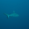 Orel-IMG_3033