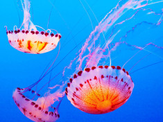 медуза дайвинг