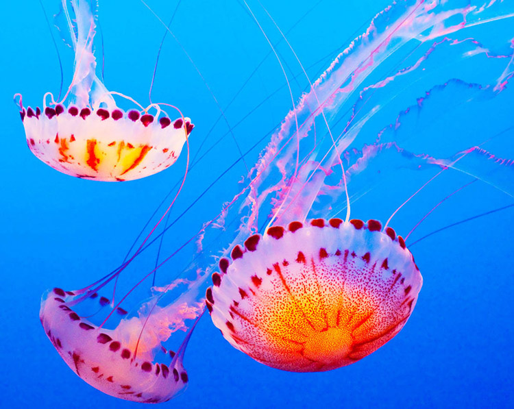 медуза дайвинг