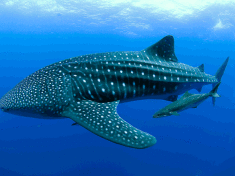 акула китовая