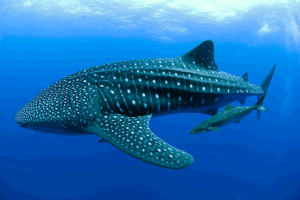 акула китовая